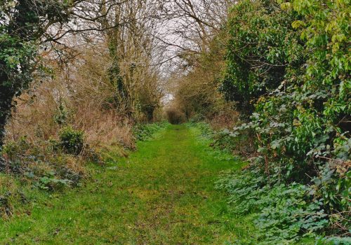 The,Beautiful,Natural,Hallway,In,Ballyhalbert